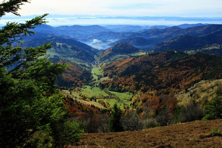 foret noire