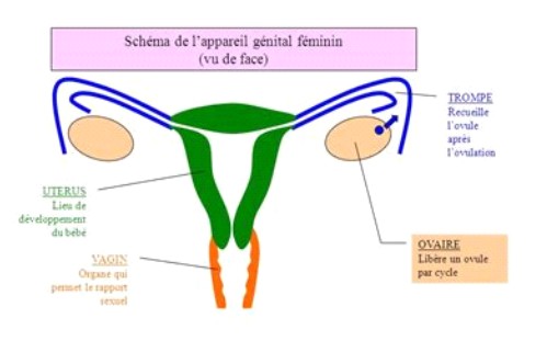 grossesse