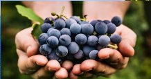 Luxembourg - Fête du raisin et du vin