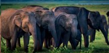 Sri Lanka